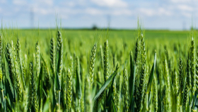 В ООН спрогнозировали снижение урожая пшеницы в России на 7 млн тонн